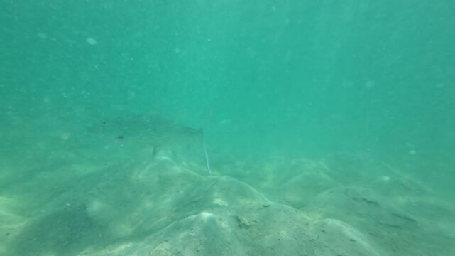 Underwater view of a school of bonefish swimming over sandy seabed in clear turquoise water