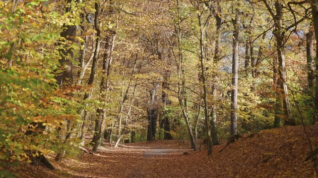 A trail covered with autumn leaves winds between trees in a city park. The vibrant foliage and serene atmosphere provide a picturesque setting for a peaceful walk in the urban nature.