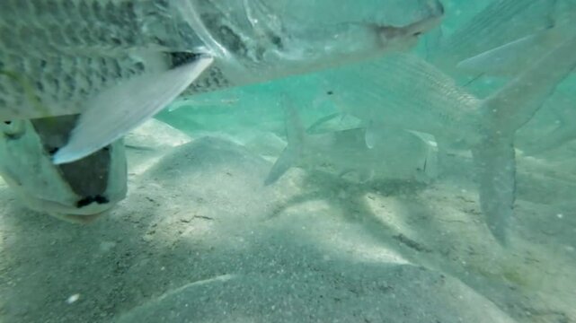 School of bonefish feeding underwater in a clear, sandy environment