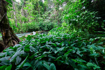 Obraz premium Scenic view of swamp in forest