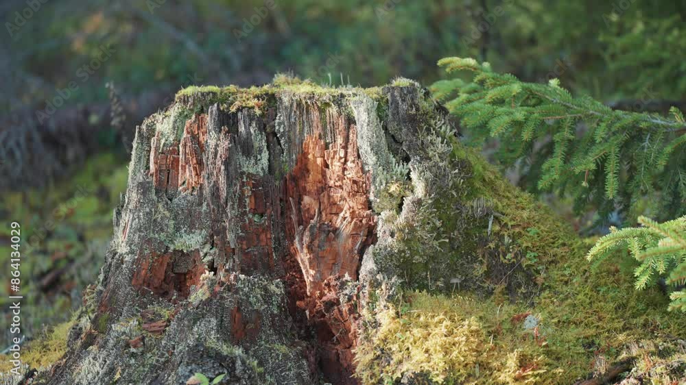 Poster a close-up parallax shot of a decaying tree trunk covered in lush green moss. the intricate details 