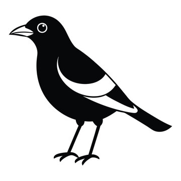 recommend clip art: Myna Bird Silhouette Art Design Illustration