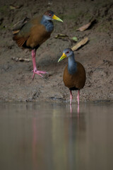 Fototapeta premium Russet naped Wood-rail, Cano Negro, Alajuela Province, Costa Rica, Central America
