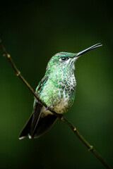 A green-crowned brilliant Hummingbird, Lowland rainforest, SarapiquA�, Costa Rica, Central America