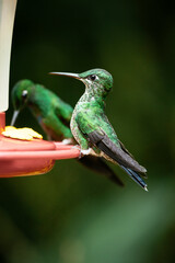 A green-crowned brilliant Hummingbird, Lowland rainforest, SarapiquA�, Costa Rica, Central America