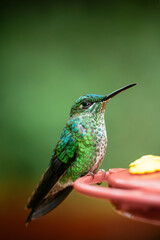 A green-crowned brilliant Hummingbird, Lowland rainforest, SarapiquA�, Costa Rica, Central America