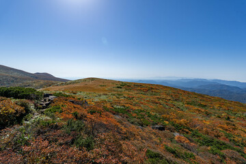 全山紅葉の栗駒山