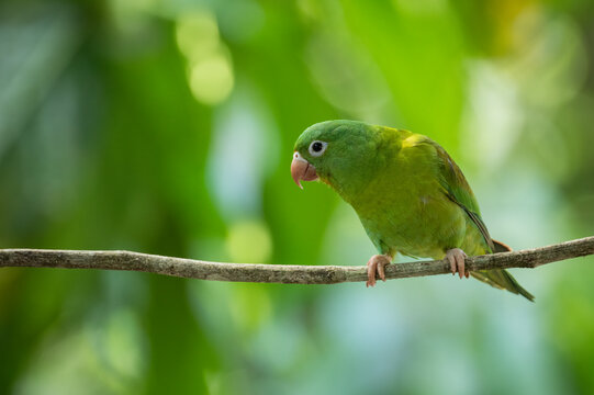 Parakeet, SarapiquA�, Costa Rica, Central America