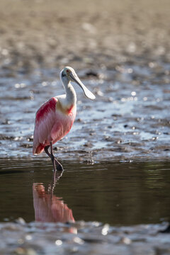 Roseate Spoonbill (Platalea ajaja), Tarcoles River, Garabito, Puntarenas Province, Costa Rica, Central America