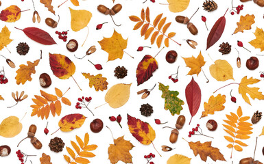 Seamless pattern of autumn ornament isolated on a white background. Seamless autumn pattern. Autumn leaves. Autumn colors. Leaves of maple, oak, hornbeam and acorns, chestnuts, rowan and cones.