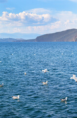 Lake Baikal in summer. Beautiful seascape with a flock of seagulls on a sunny day. View of the Small Sea and Olkhon Island in the distance. Natural blue water background. Summer travel and cruises