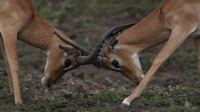 Close up of two impalas sparring on a muddy embankment