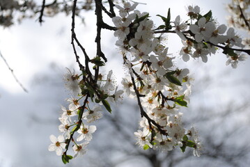 Branches of a blooming spring tree after rain in the rays of the sun against a blue sky