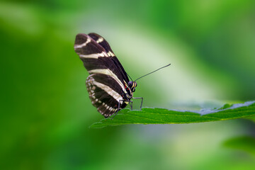 Zebra longwing butterfly, Heliconius charithonia, a species of butterfly from the subfamily Heliconiinae of the family Nymphalidae. Endemic to the southern states of USA, central and south America.