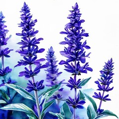 Fototapeta premium Purple Watercolor Flowers.