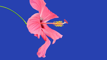 Pink Hibiscus Blooming Flower on A Blue Background. Blooming Chinese Rose Plant © Olha