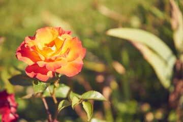 pomarańczow róża  © Marcin Łazarczyk