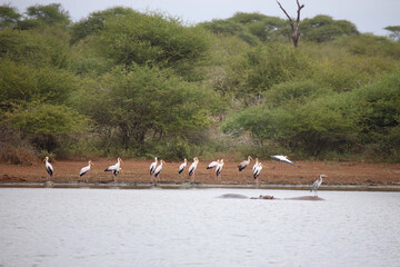 Nimmersatt / Yellow-billed stork / Mycteria ibis
