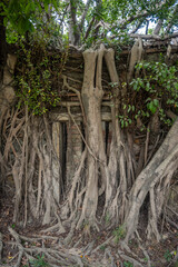 brick wall and stone window with roots growing out of it at Anping Tree House in Tainan, Taiwan