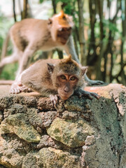 Charming photograph of monkeys in Bali, captured in their natural habitat amidst lush greenery. 