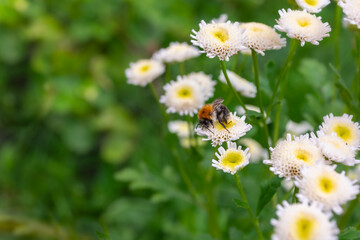 A honey bee sitting on white flowers with yellow centers, miniature daisies.