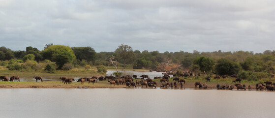 Kaffernbüffel / African buffalo / Syncerus caffer