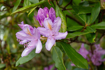 Rhododendron blooming flowers in the spring garden. Pacific rhododendron. Pink California rosebay. Evergreen shrub. Hybrid Pontic Rhododendron in springtime. Spring flower. Pink Flower petals