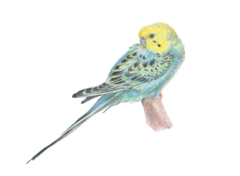 セキセイインコ