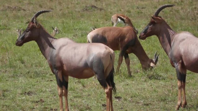 Topi in the African savanna.