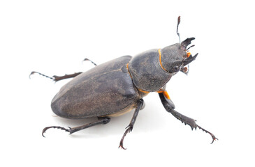 Black beetle isolated.