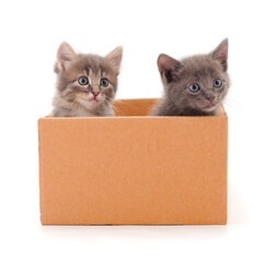 Kitties sitting in box.