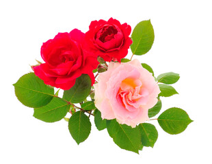 Red and pink beautiful roses.