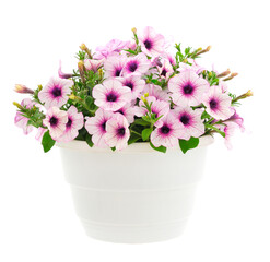 Bouquet of flowers petunia in a pot.