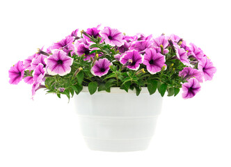 Bouquet of flowers petunia in a pot.
