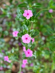 pink flowers