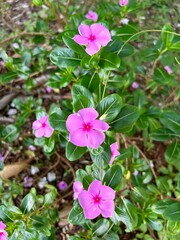 pink flowers in the garden