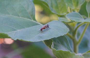 Bees on a large leaf