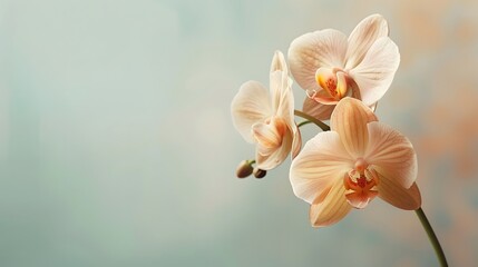 Obraz premium A single, elegant orchid bloom centered on a soft pastel background, perfect for serene settings. Digital banner layout with extensive empty space to the right.