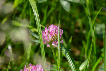 red clover flowering red wild red flower in meadow