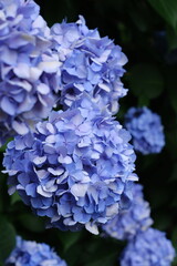 紫陽花