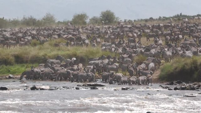 Biggest herd of zebras crossing the Mara river during the migration season.