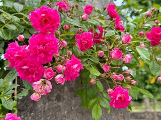 blühender Rosenstrauch
