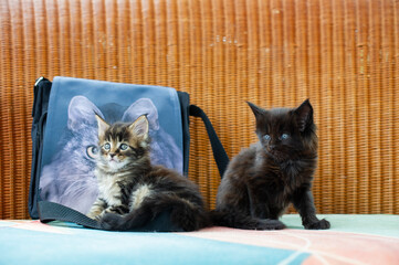 Sitzende Maine Coon Kittens vor meiner Fototasche