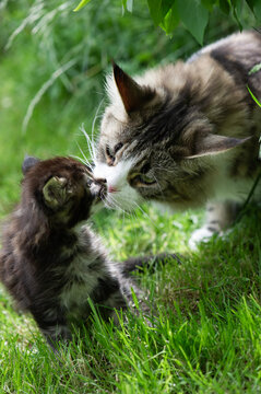 Maine Coon Katze mit ihrem Kitten im Garten