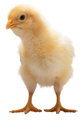 Yellow chicken chick looking at something