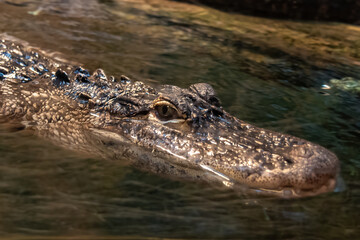 Closeup of American alligator with head and eyes above water