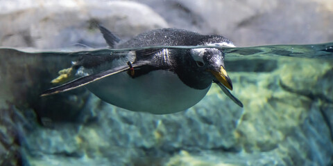 closeup of penguin swimming in tank at aquarium or zoo with view of waterline © Jon