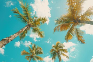 Beautiful natural tropical background with palm trees against a blue sky with clouds