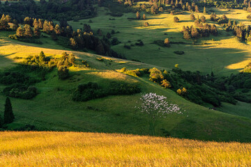 Pieniny , Tatry ,Słowacja, Karpaty , góry , Szczawnica, owce © Daniel Folek