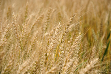 golden wheat field in summer. ears of corn in the field background. selective focus